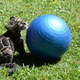 Illustration for article titled Clouded Leopard Cub Meets Yoga Ball, Cuteness Ensues